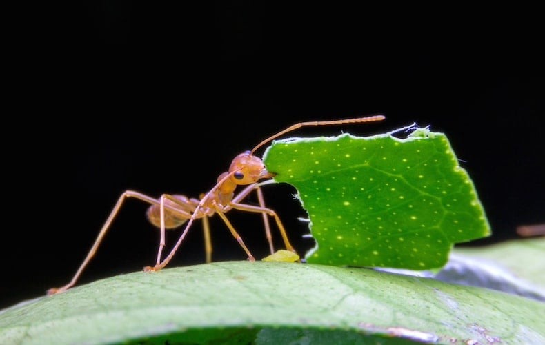 Are Ants Good for a Garden