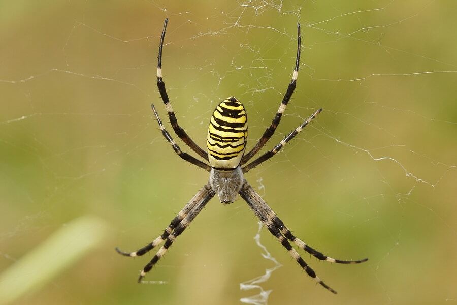 Are Black And Yellow Garden Spiders Poisonous