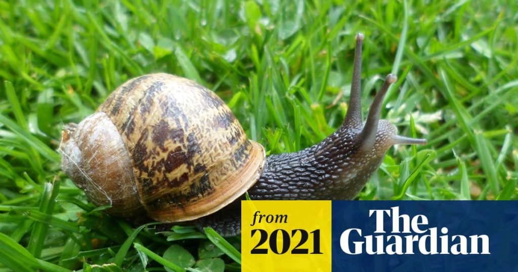 Are Garden Snails Dangerous