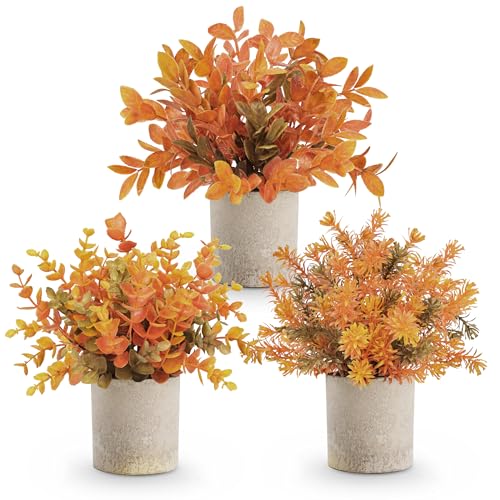 Best Fall Potted Plants