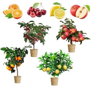 Best Fruit Plants to Grow in Pots