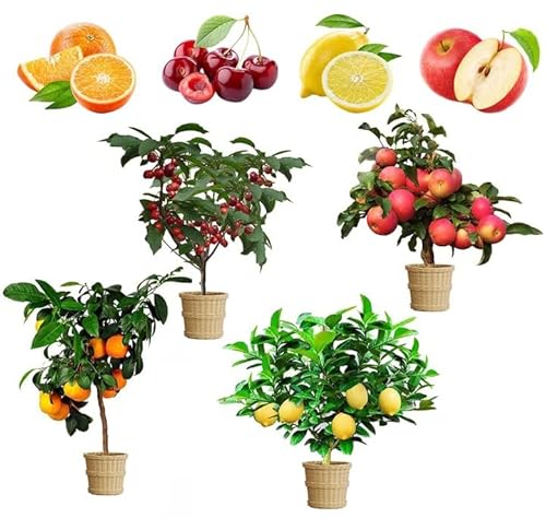 Best Fruit Plants to Grow in Pots