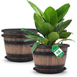 Best Large Indoor Plant Pots