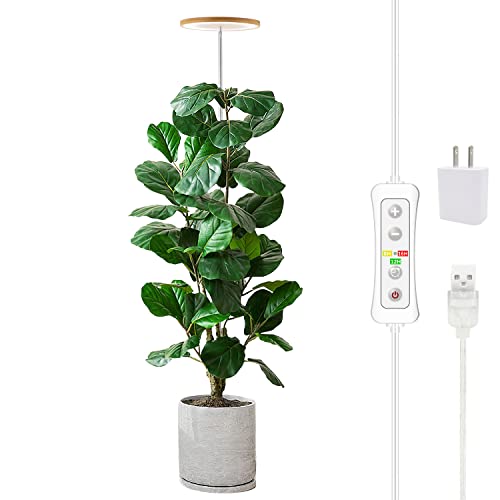 Best Lights for Growing Plants Indoors