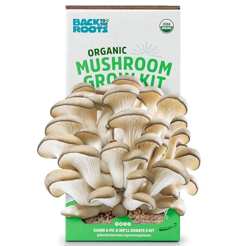 Best Mushroom Grow Kit for Beginners