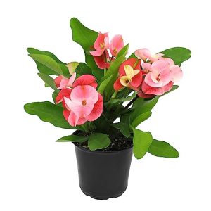 Best Perennial Potted Plants