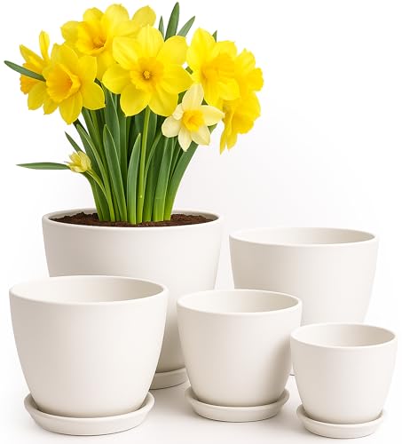 Best Plants for Flower Pots