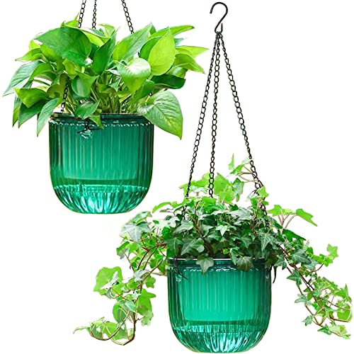 Best Plants for Hanging Pots