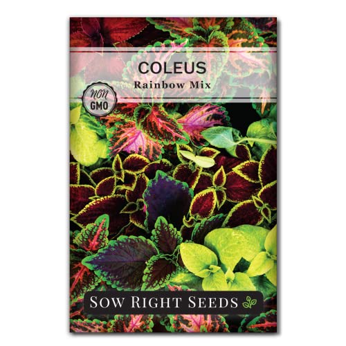 Best Plants for Pots in the Shade
