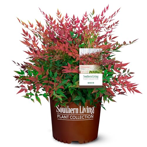 Best Plants to Pot in Full Sun
