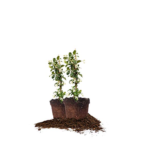 Best Pot Plants for Full Sun