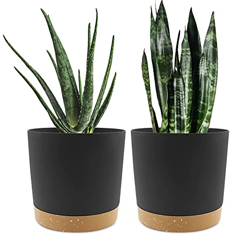 Best Pots for Snake Plants Indoors