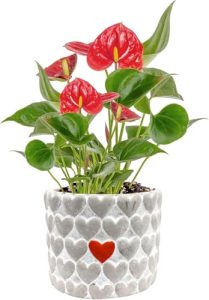 Best Potted Flowering Plants