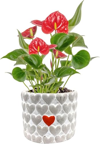 Best Potted Flowering Plants