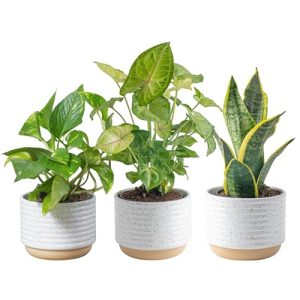 Best Potted Plants for Afternoon Sun