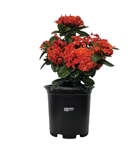 Best Potting Plants for Full Sun