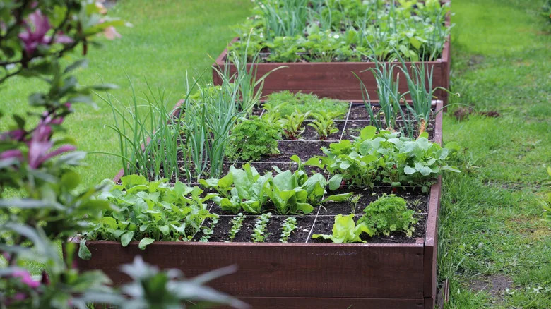 Do It Yourself Vegetable Garden