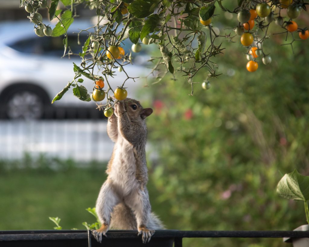 Do Squirrels Eat Garden Vegetables