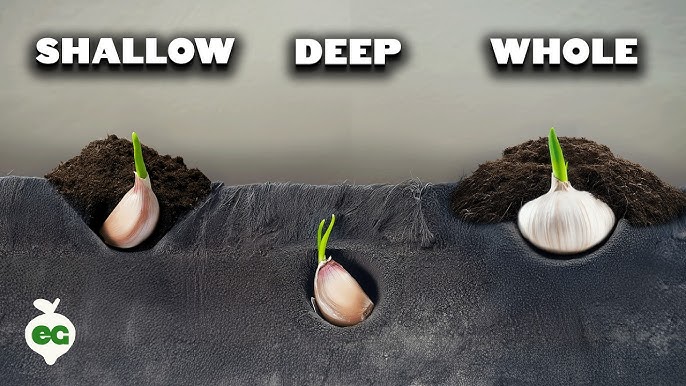 How Deep to Till Garden