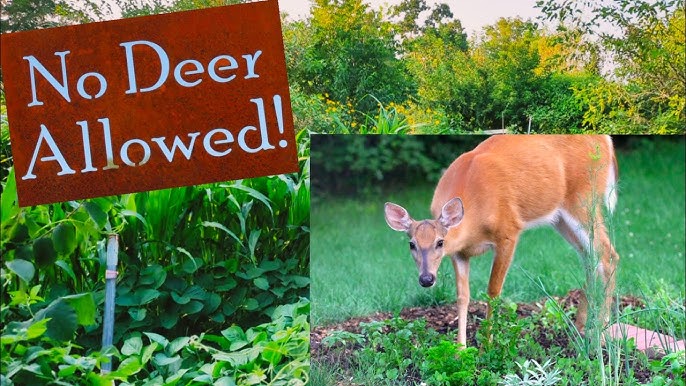How Do You Keep Deer Out of a Garden