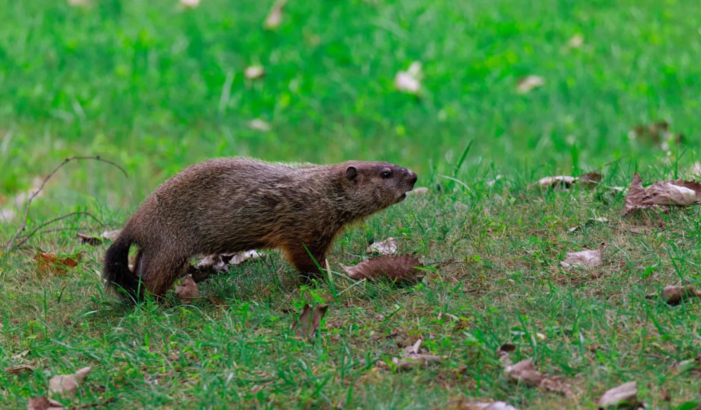 How Do You Keep Woodchucks Out of Your Garden