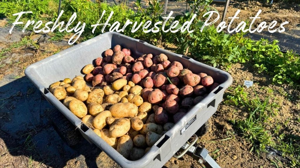 How Do You Store Potatoes from the Garden