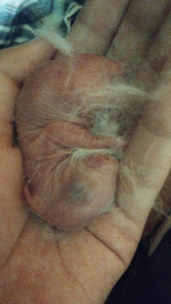 How Do You Take Care of Newborn Rabbits