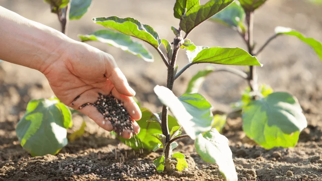 How Often Fertilize Vegetable Garden