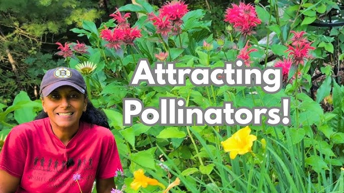How to Attract Pollinators to Vegetable Garden: Expert Tips - Garden