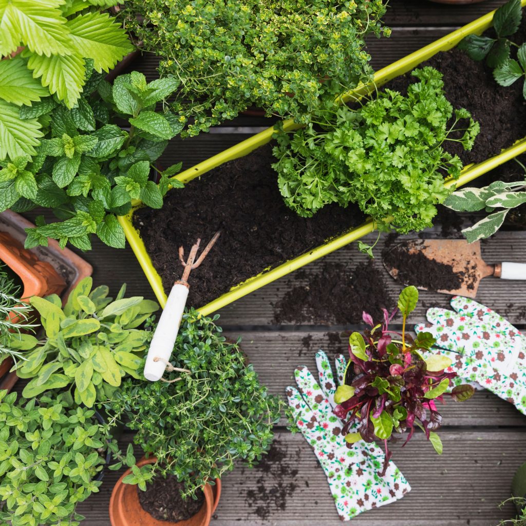 How to Clean Lettuce from the Garden