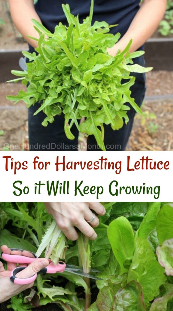 How to Cut Lettuce in Garden