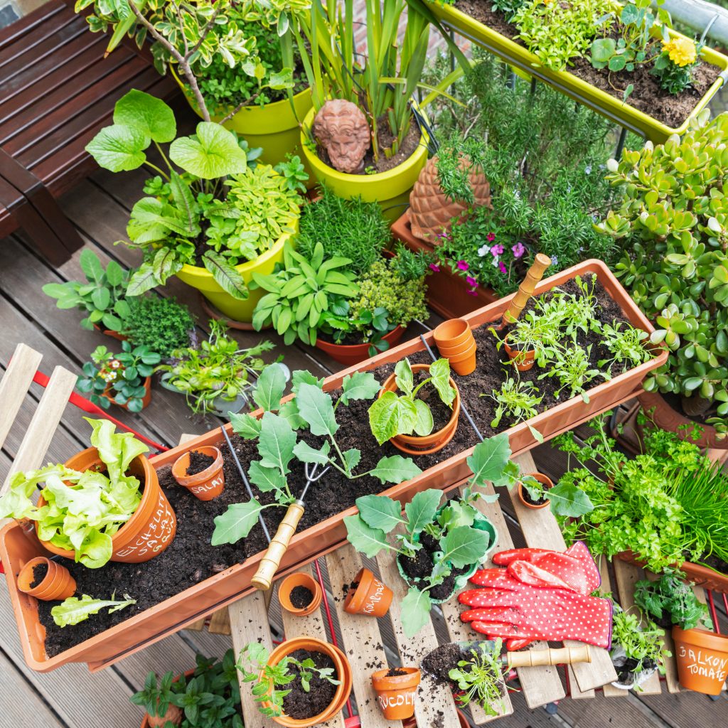 How to Design a Vegetable Garden