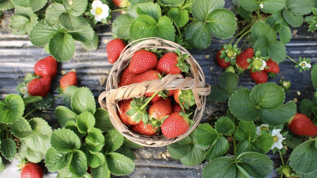 How to Garden Strawberries