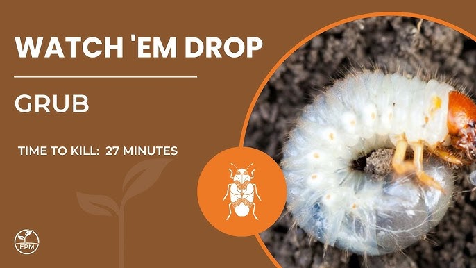How to Get Rid of Grubs in Vegetable Garden
