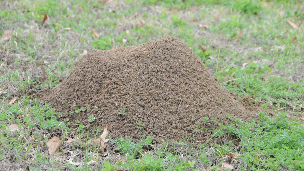 How to Get Rid of Red Ants in Vegetable Garden