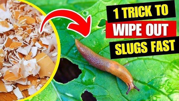 How to Get Rid of Slugs in Your Garden