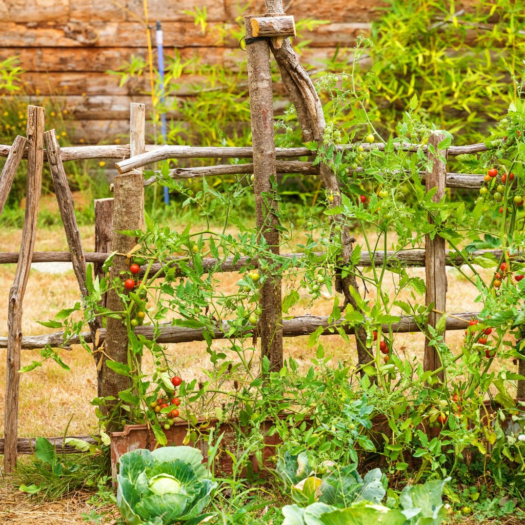 How to Grow Garden Vegetables