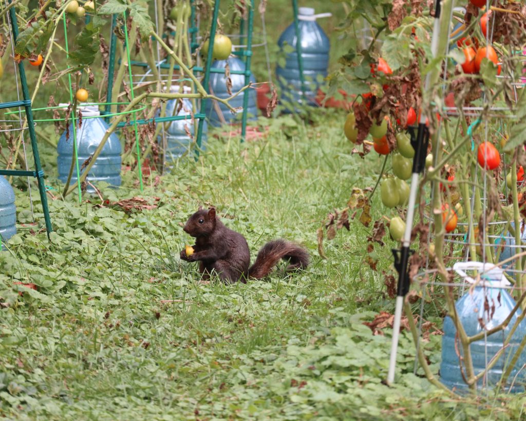 How to Keep Squirrels Out of Vegetable Garden