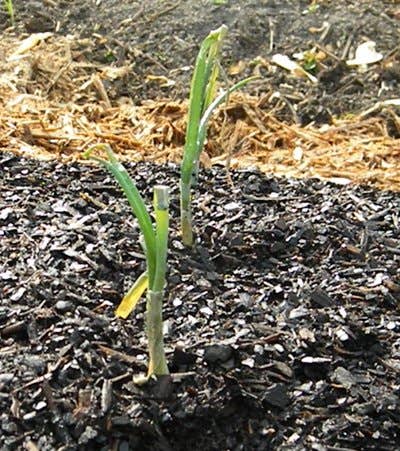 How to Plant Onion Sets in the Garden