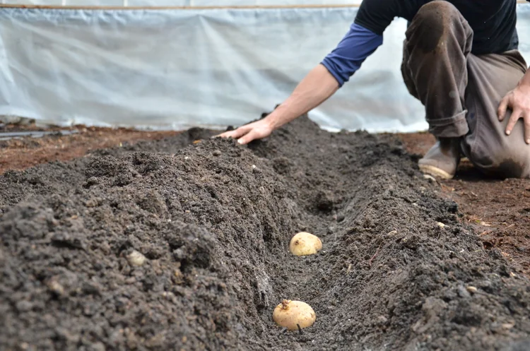 How to Plant Potatoes in Garden