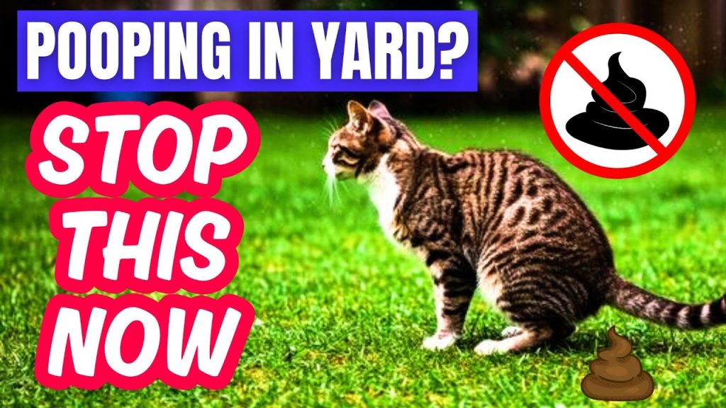 How to Stop a Cat from Pooping in Your Garden