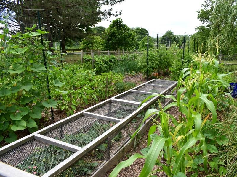 How to Turn a Lawn into a Garden