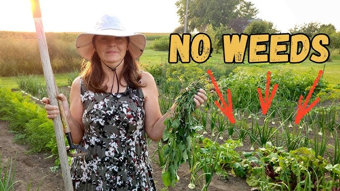 How to Weed a Garden
