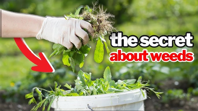 How to Weed Your Garden