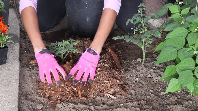 Is Cedar Mulch Good for Vegetable Garden