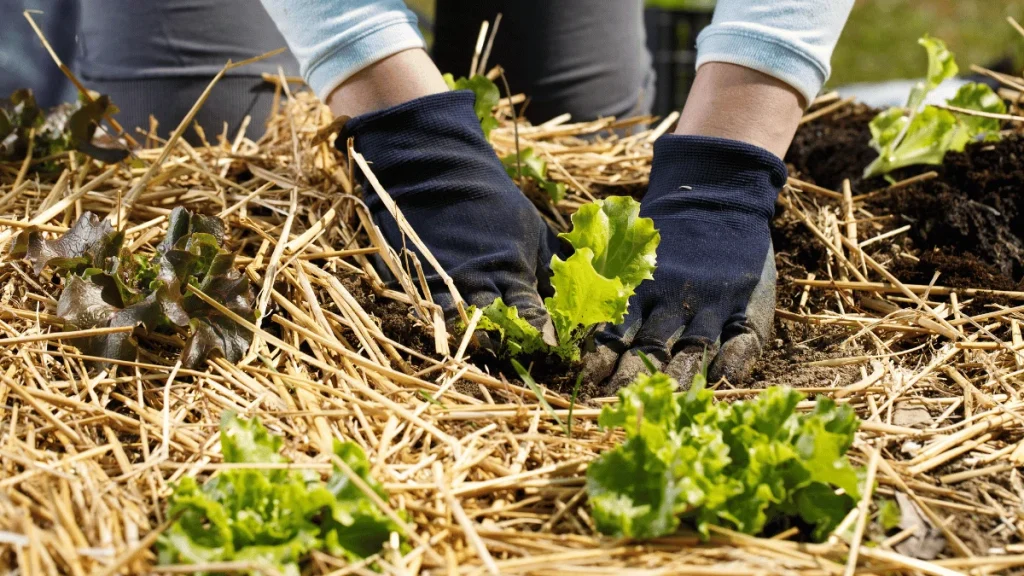Should You Mulch Your Vegetable Garden