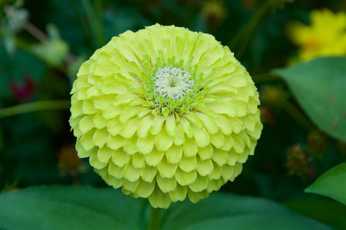 What Garden Plants Like Lime