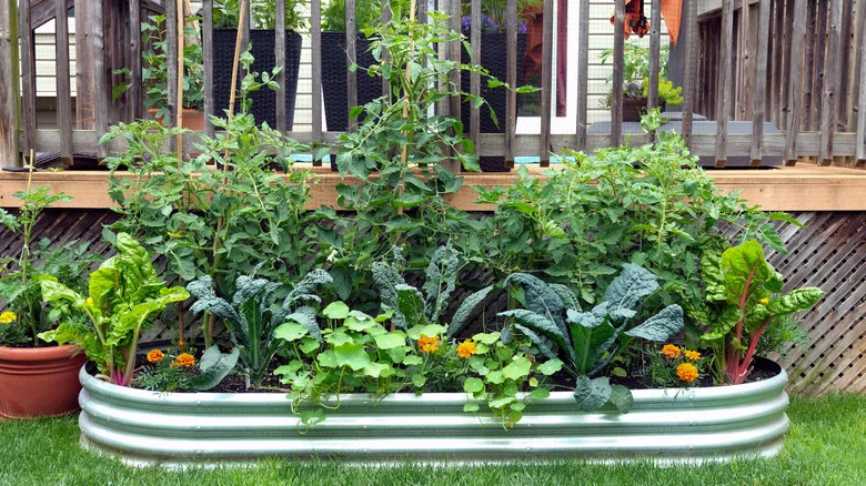 What to Put in Garden Bed