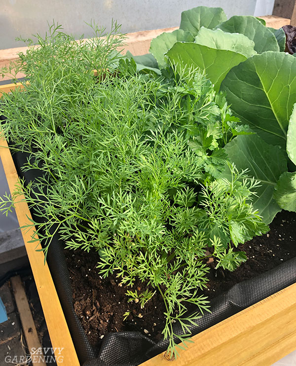 Where to Plant Cilantro in Garden