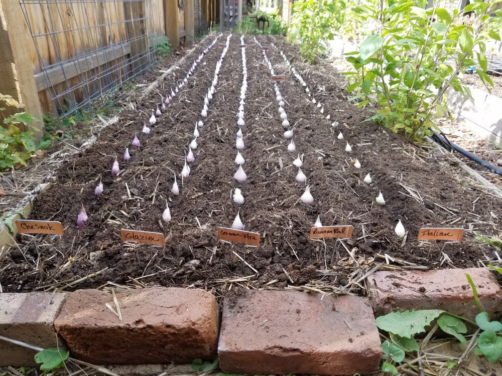 Where to Plant Garlic in Garden